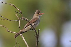 Greater Pewee